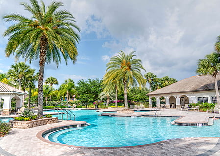 Swimming Pool Near Palm Tree, palm trees, paradise, poolside HD wallpaper