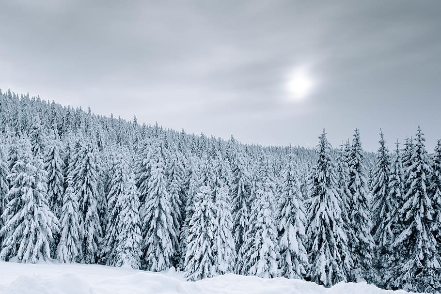 snow covered trees during daytime, plant, fir, abies, pine, conifer HD wallpaper