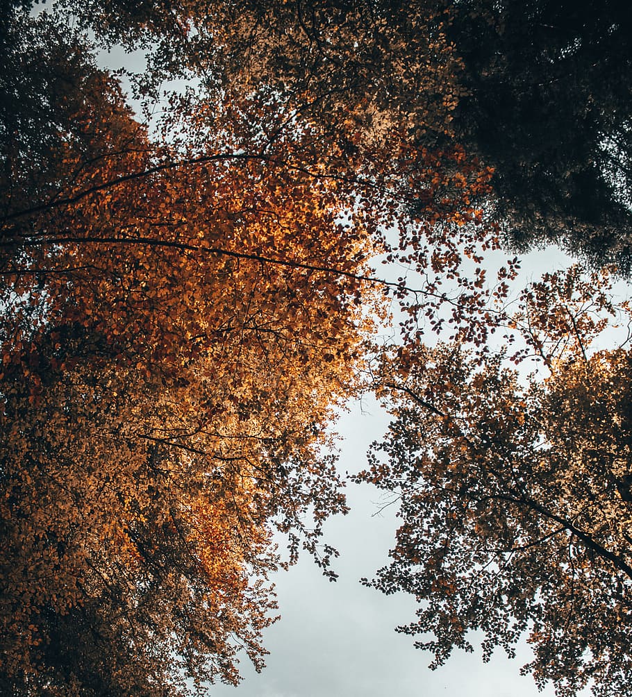 brown dried tree leaves, plant, flora, birch, road, dirt road HD wallpaper