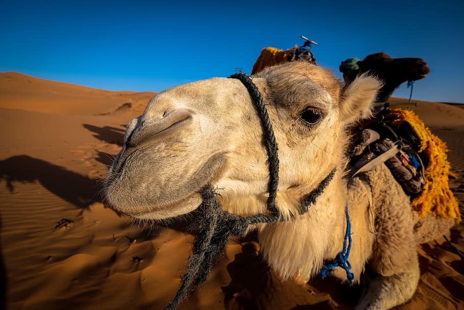 white camel on desert, mammal, domestic animals, animal themes HD wallpaper