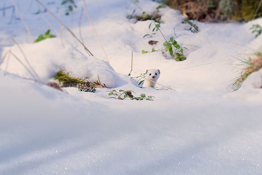 snow, winter, cold, nature, frost, weasel, animal, mammal, gnaw, HD wallpaper