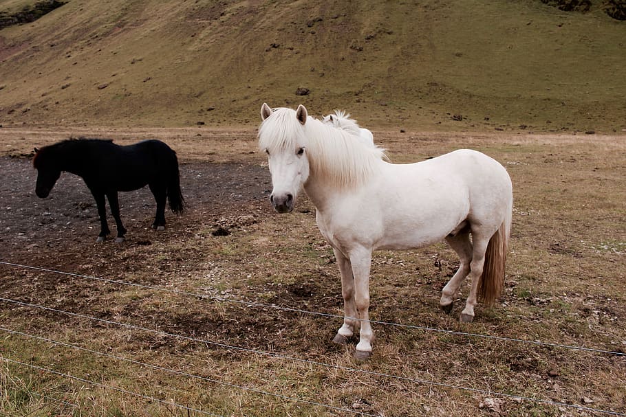 iceland, mammal, animal, domestic, domestic animals, animal themes HD wallpaper