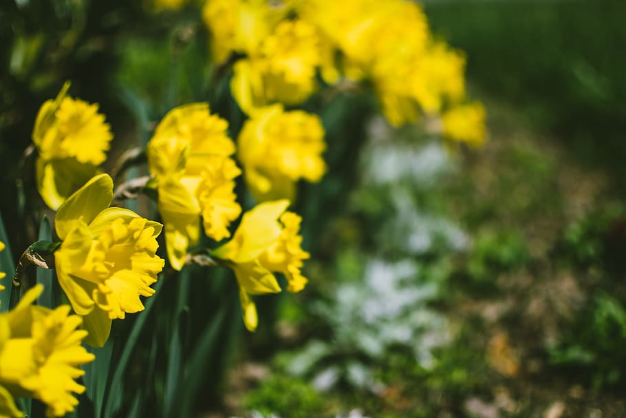 Close-Up Photography of Yellow Daffodil Flowers, beautiful, bloom HD wallpaper