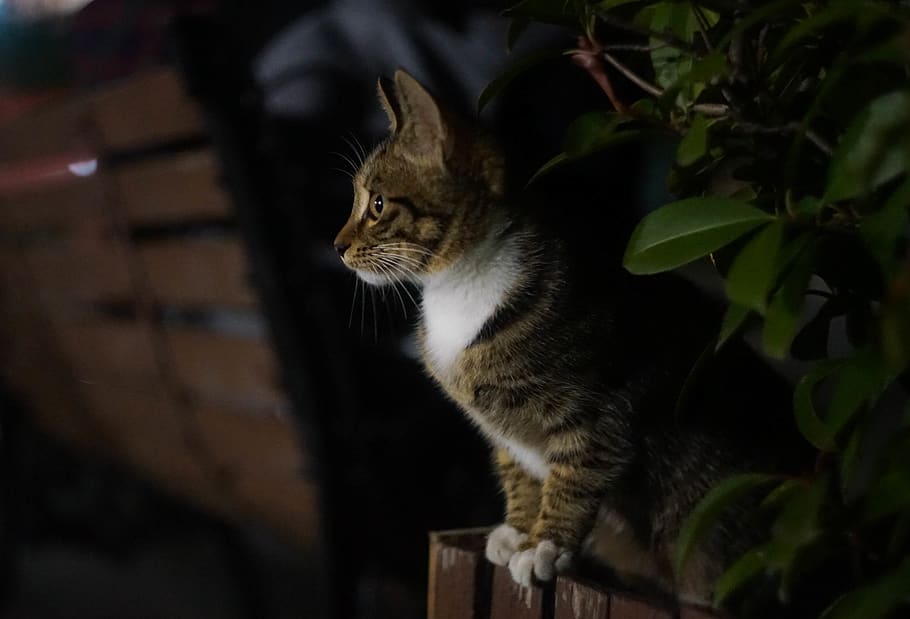 cats, staring, animal themes, mammal, one animal, pets, domestic HD wallpaper