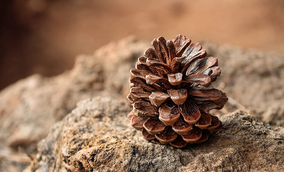 pine cones, fruit, forest, nature, dry, desert, close up, background HD wallpaper