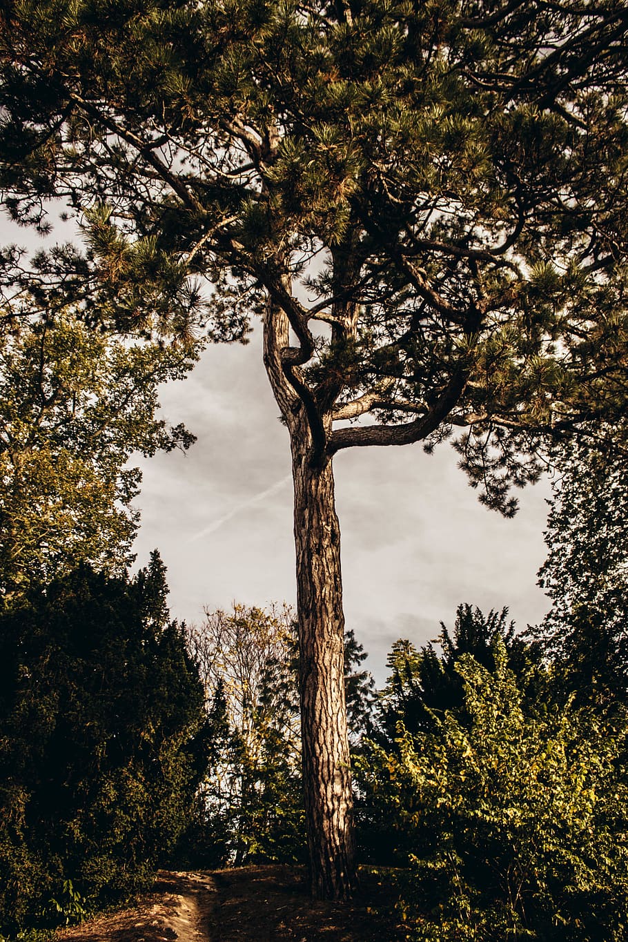 france, versailles, tree, plant, growth, tranquility, beauty in nature HD wallpaper