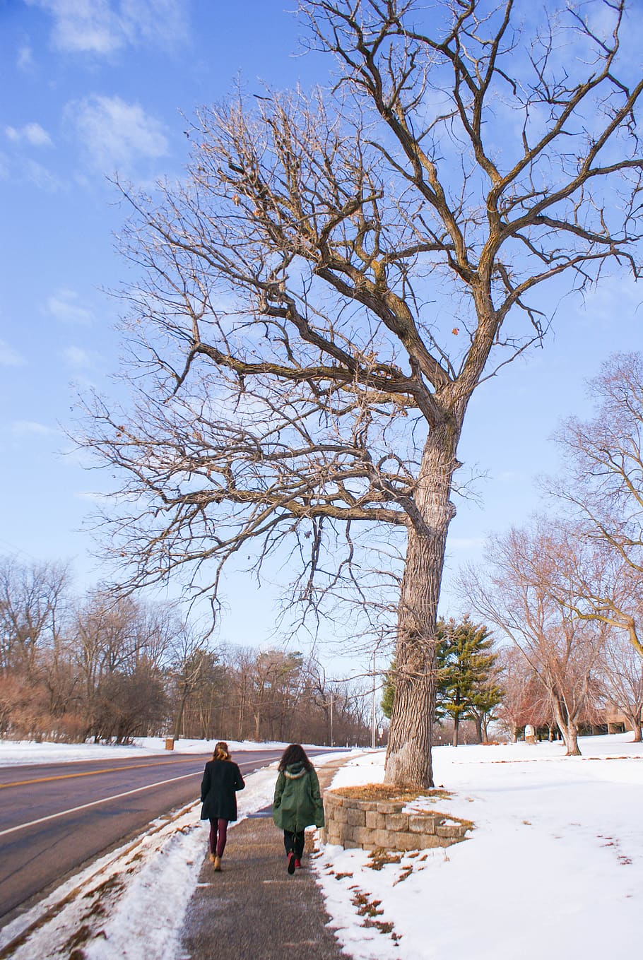 friends, tree, snow, minnesota, real people, winter, plant HD wallpaper
