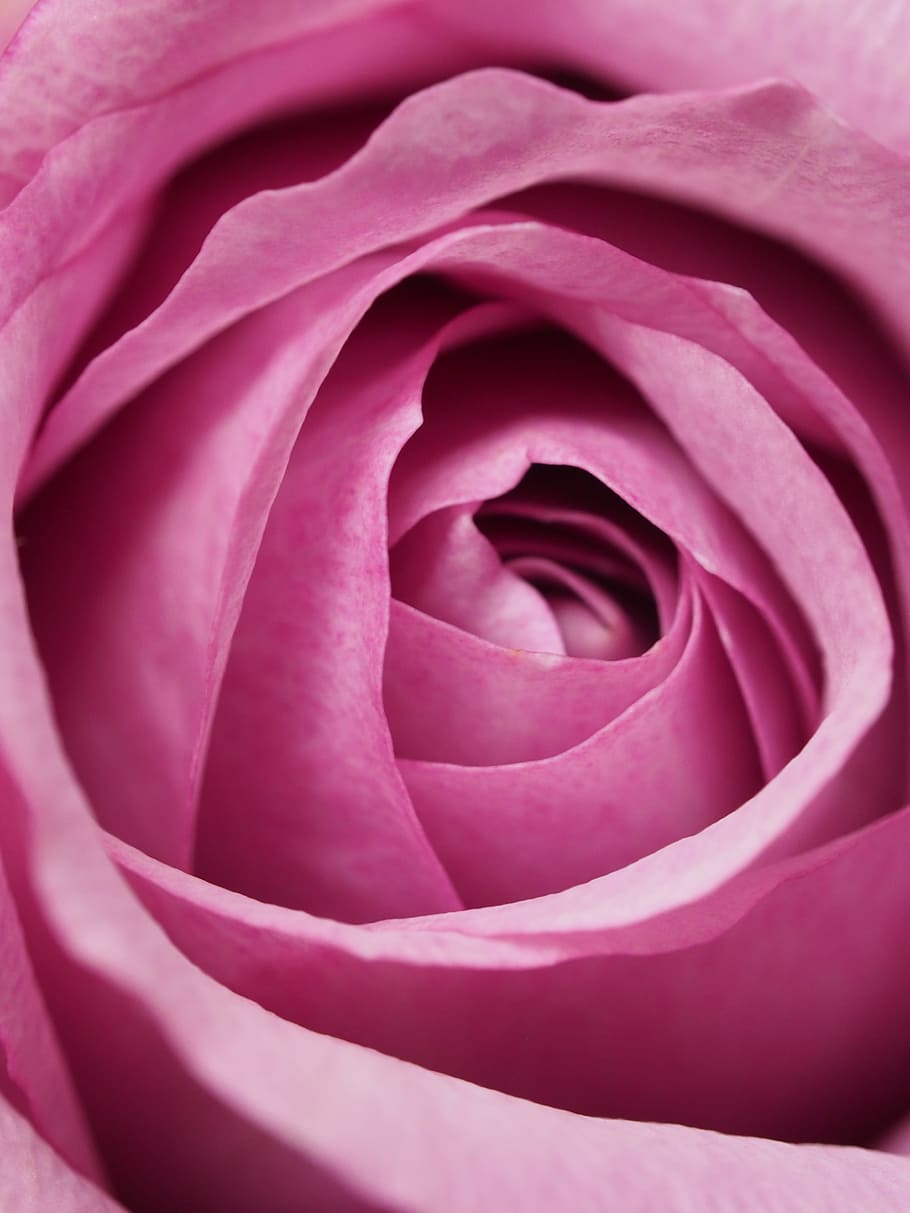 Closeup Photography of Pink Rose Flower, affection, aromatherapy HD wallpaper