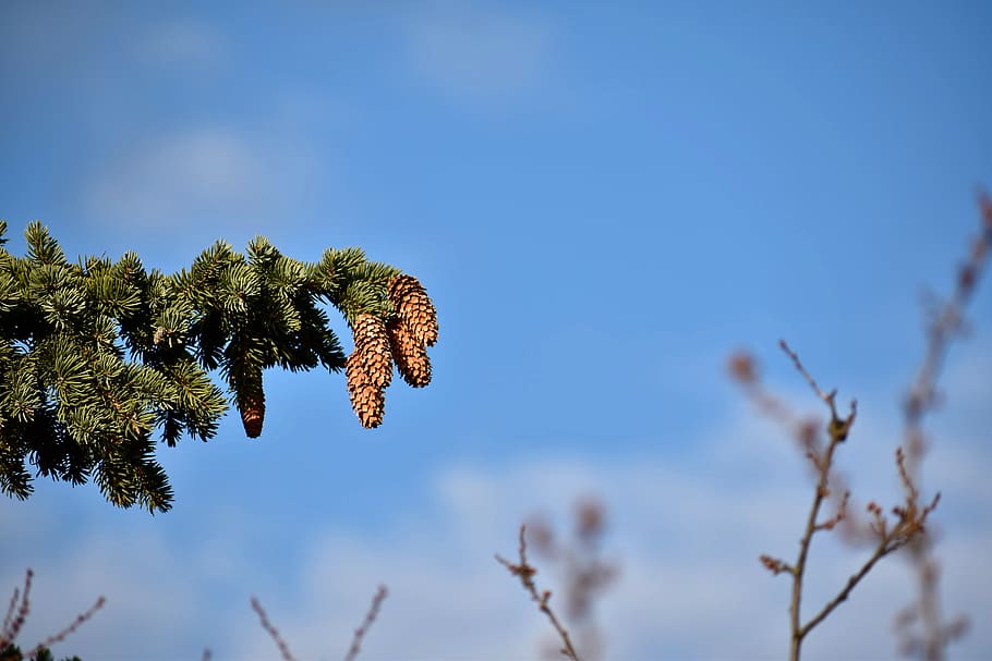 cone, cones, tree, trees, branch, branches, sky, cloud, clouds, HD wallpaper