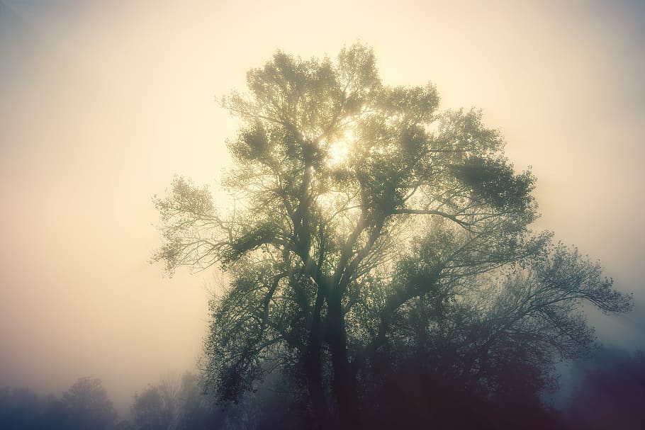 green tree during daytime, nature, weather, fog, outdoors, mist HD wallpaper