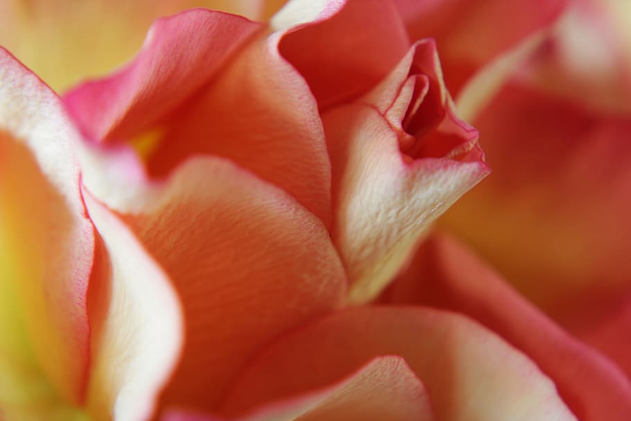 pink rose, yellow rose, passion, macro, feeling, background, HD wallpaper