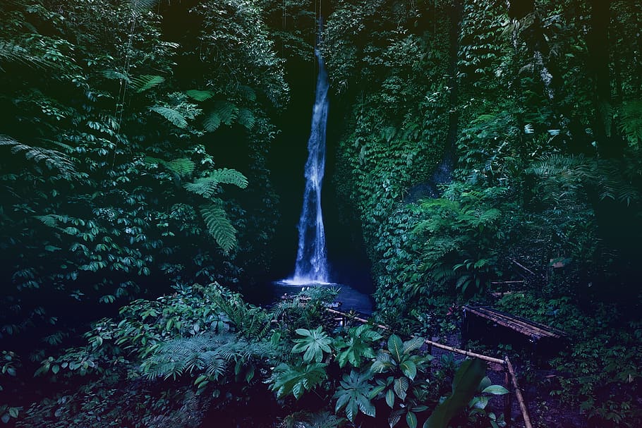raging waterfalls surrounded by plants, nature, river, outdoors HD wallpaper