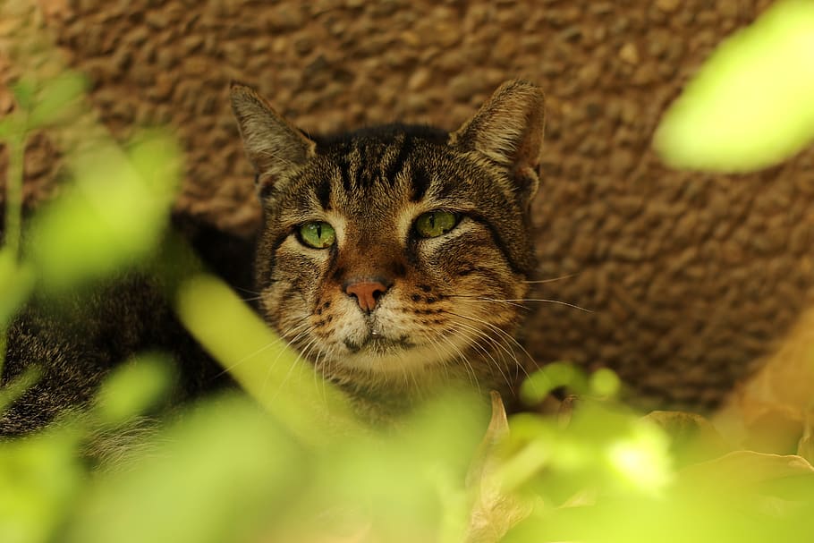 cat, close up, green eyes, portrait, head, animal themes, feline HD wallpaper