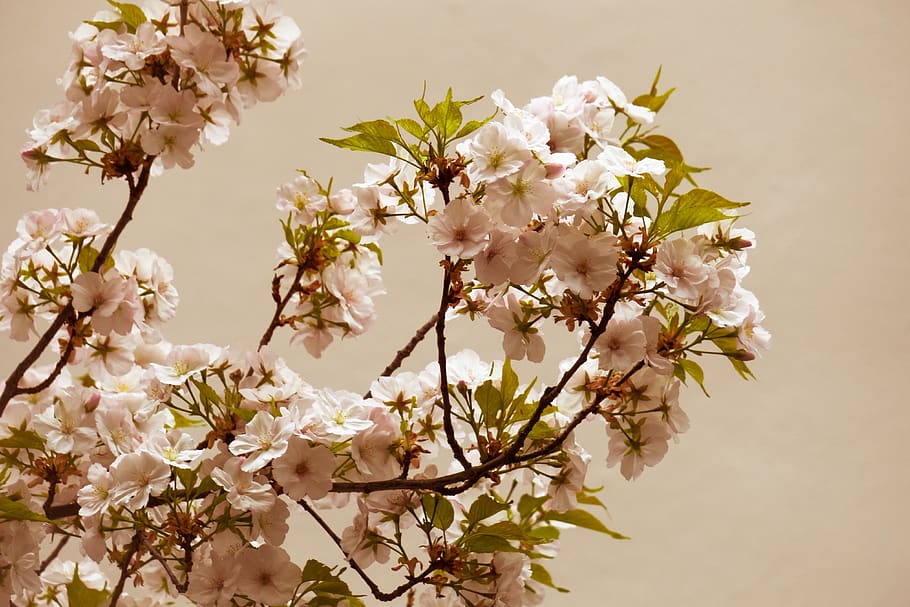 cherry blossom, flowers, branches, cherry tree, ornamental cherry HD wallpaper
