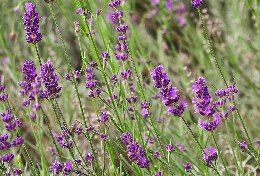 plant, lavender, flowers, nature, purple, summer, garden, fragrance HD wallpaper