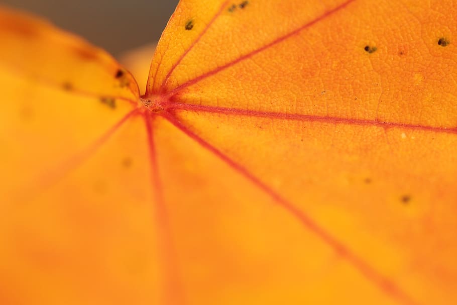 czechia, choceradská, orange color, close-up, yellow, no people HD wallpaper