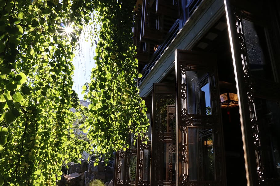portland, willow, tree, temple, doors, open, meditation, oregon HD wallpaper