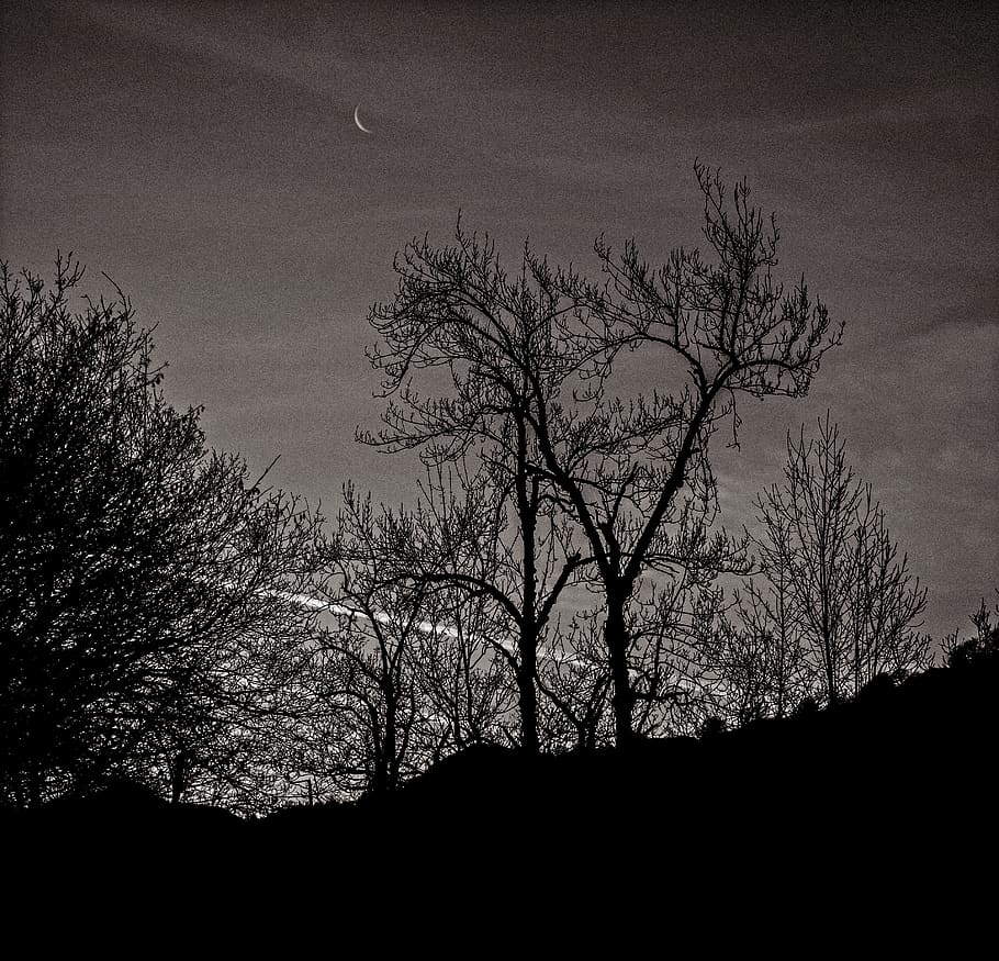 moon, trees, silhouette, plant, sky, bare tree, tranquility HD wallpaper