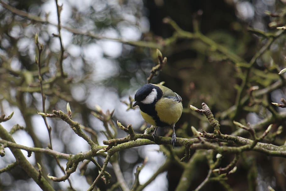 tit, bird, nature, spring, animal, garden, cute, tree, vertebrate HD wallpaper