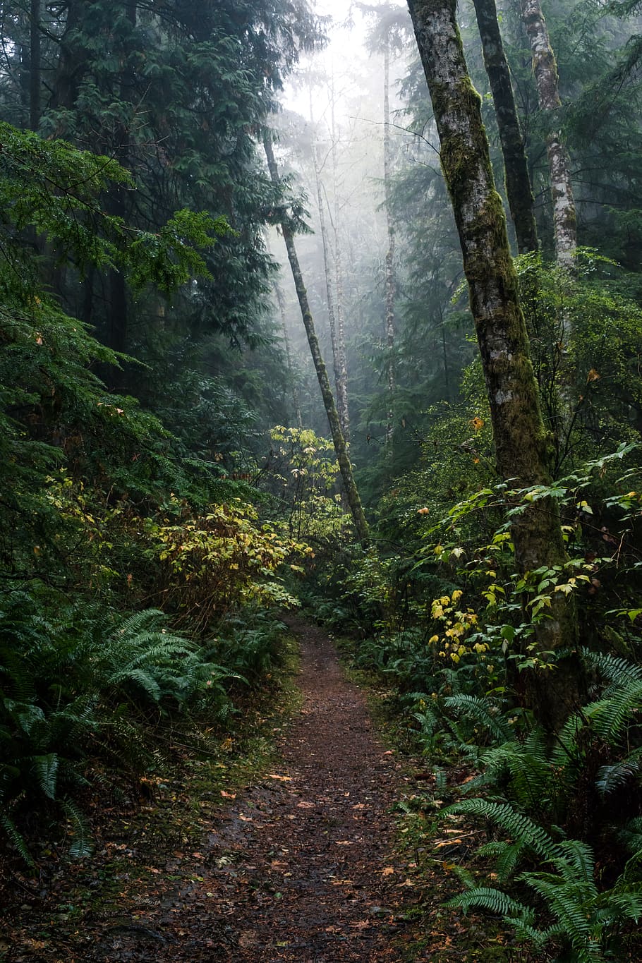 united states, port angeles, salt creek recreation area, stripped point trail, HD wallpaper