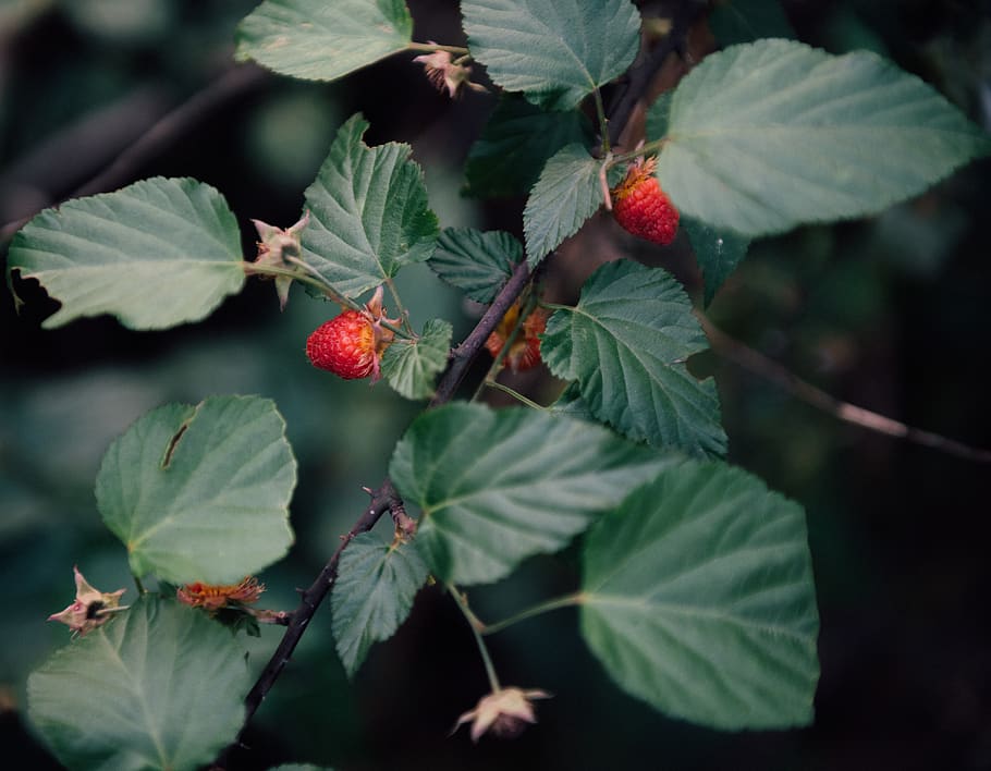 strawberries in tree, plant, food, fruit, raspberry, leaf, veins HD wallpaper