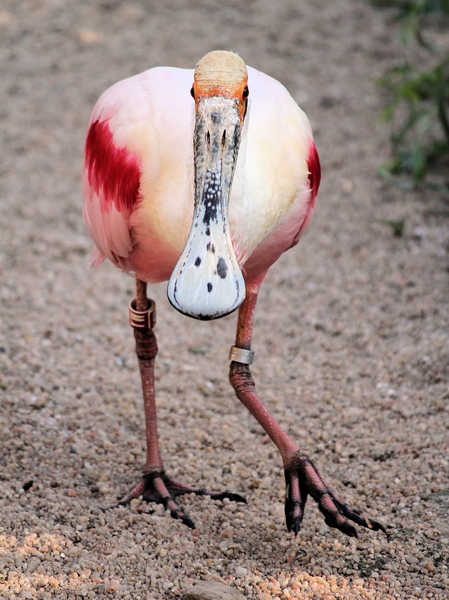 pink bird, animal themes, one animal, vertebrate, animals in the wild HD wallpaper