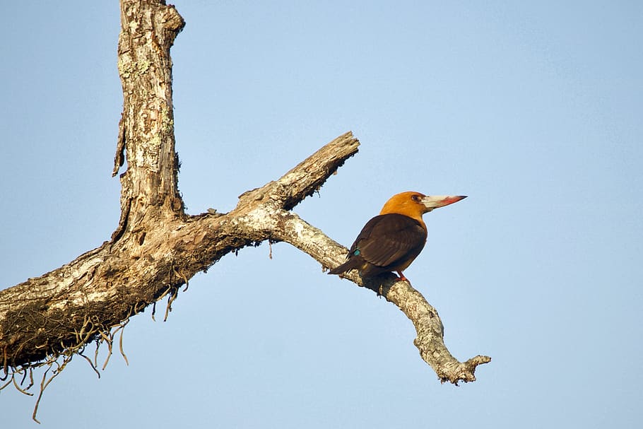 orange long-beaked bird on tree, animal wildlife, animals in the wild HD wallpaper