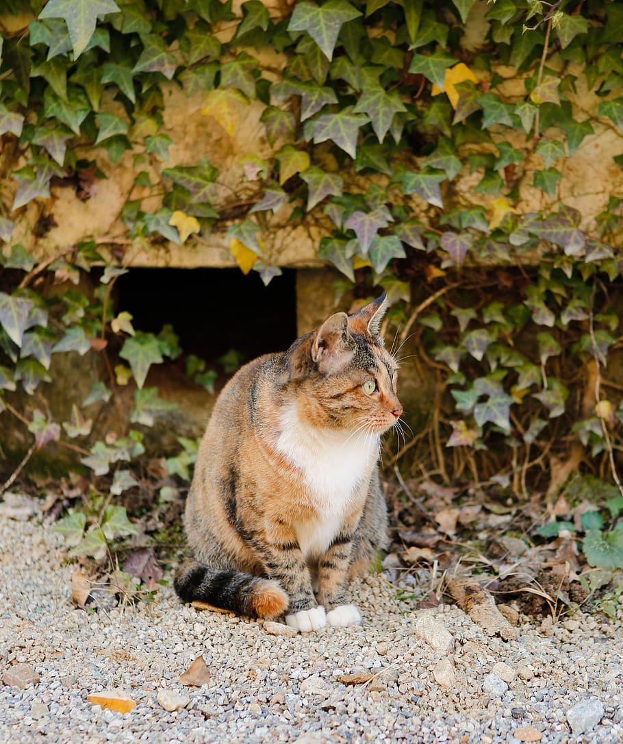 cat, animal, cute, one animal, animal themes, mammal, leaf HD wallpaper