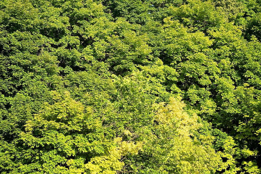 conservation, environment, environmental, foliage, forest, forestbackground HD wallpaper