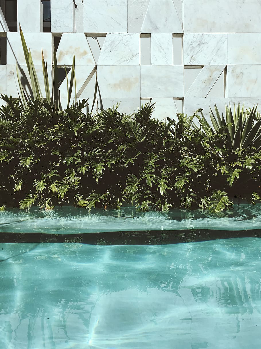 Plant pool. Композиция растений для бассейна. Растения у бассейна. Бассейн на траве. Стена из растений в бассейне.