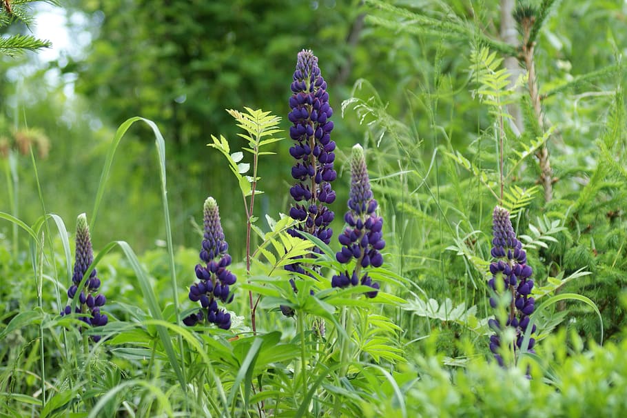 nature, plant, leaf, summer, flower, a garden plant, growth HD wallpaper