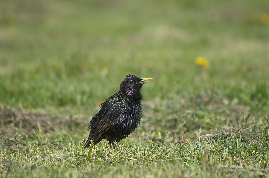 starling, bird, nature, spring, rainbow, sing, animal themes HD wallpaper