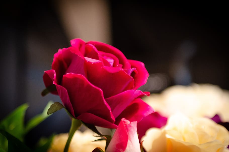 flower, blossoms, nature, bloom, plant, rose, spring, petals HD wallpaper
