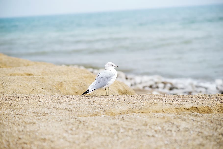 observe, shore, beach, sand, water, sea, flow, wave, nature HD wallpaper