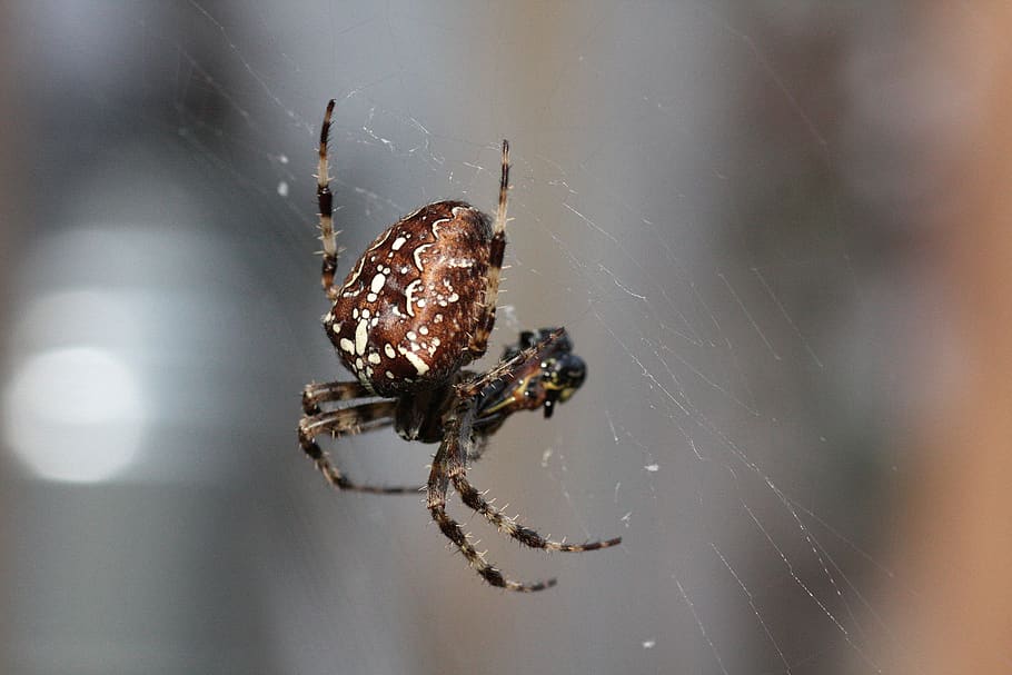 spider, web, prey, cobweb, nature, insect, cobwebs, macro, araneus, HD wallpaper
