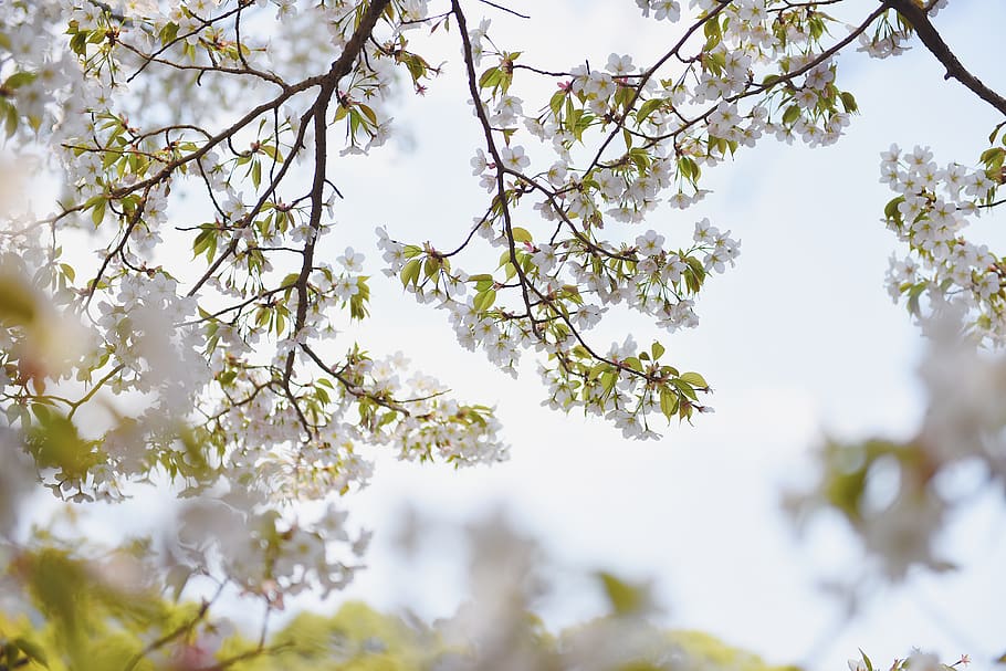 sakura, sky, spring, nature, pink, flower, blooming, japan HD wallpaper