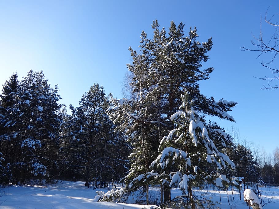trees, winter, snow, cold, landscape, forests, frost, the picturesque HD wallpaper