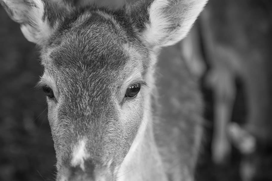 deer, fallow deer, animal, mammal, nature, forest, ree, animal world HD wallpaper
