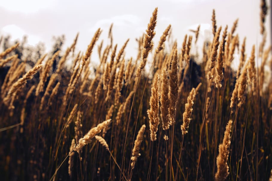 field, cereal plant, crop, agriculture, growth, rural scene HD wallpaper