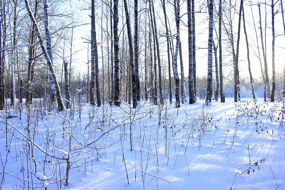 winter, cold, white, park, outdoor, nature, bush, bushes, tree HD wallpaper