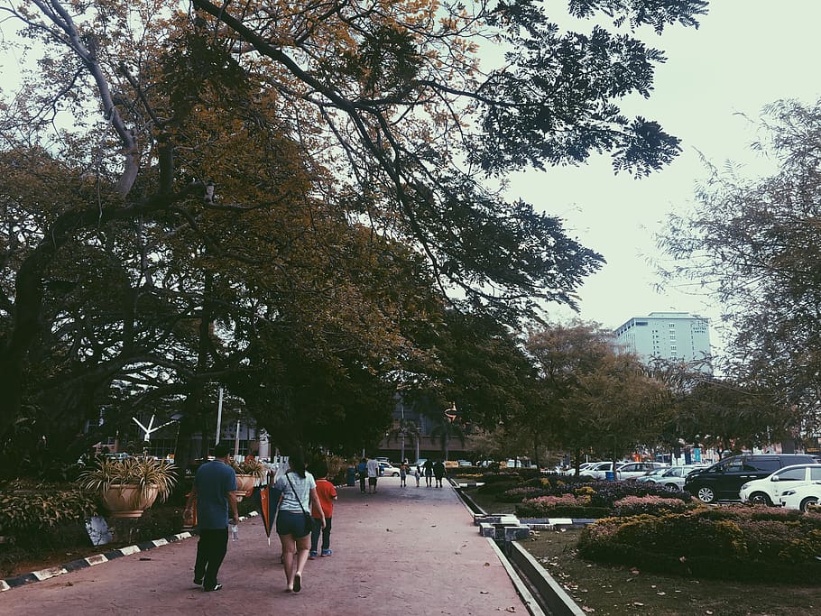 malaysia, malacca, tree, plant, real people, car, motor vehicle HD wallpaper