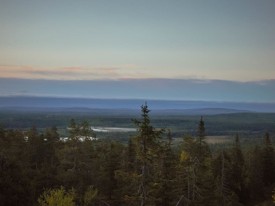 finland, kuusamo, trees, fell, lapland, view, forest, midnight sun