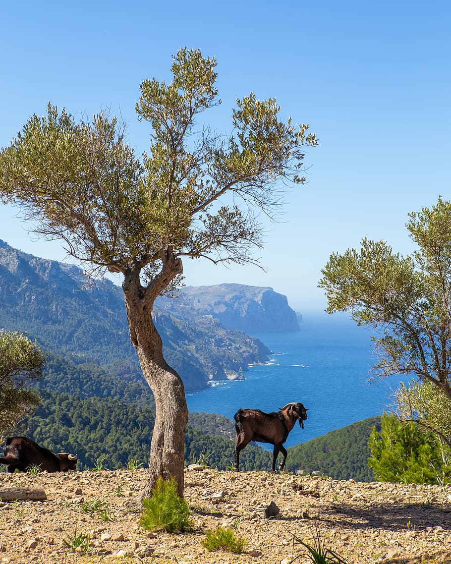 plant, tree, tree trunk, spain, animal, mammal, horse, island HD wallpaper