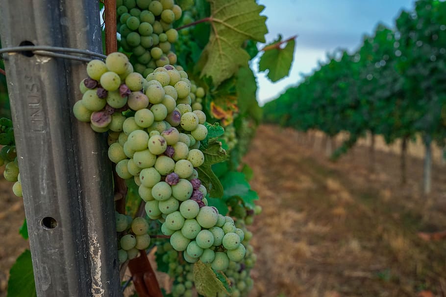 grapes, wine, fruit, vine, winegrowing, grapevine, sweet, ripe HD wallpaper