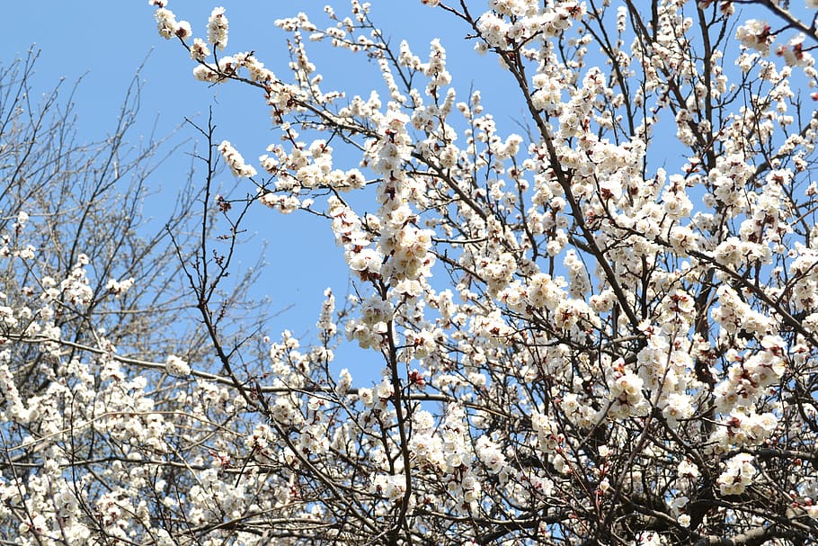 spring, flowers, tree cherry, nature, japanese, low angle view HD wallpaper