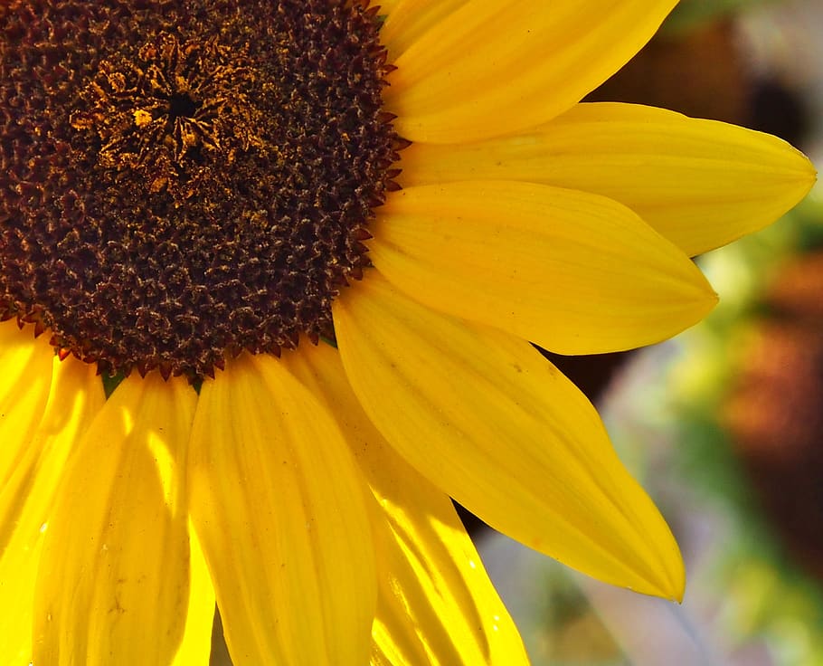sunflower, yellow, close up, section, blossom, bloom, flowering plant HD wallpaper