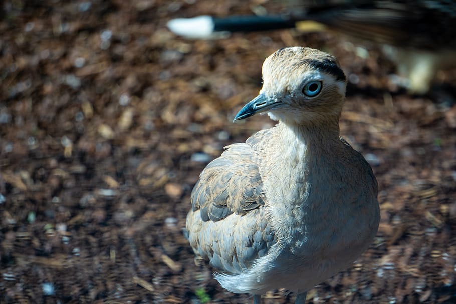 triel, perutriel, bird, stone curlew, animal world, feather HD wallpaper