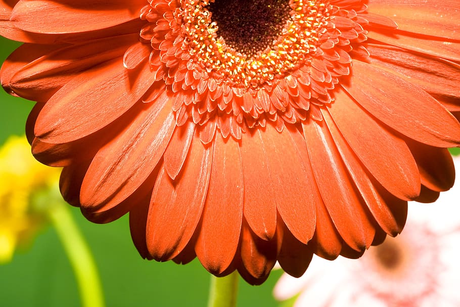 beautiful, blossom, bright, bunch, closeup, detail, flora, floral HD wallpaper