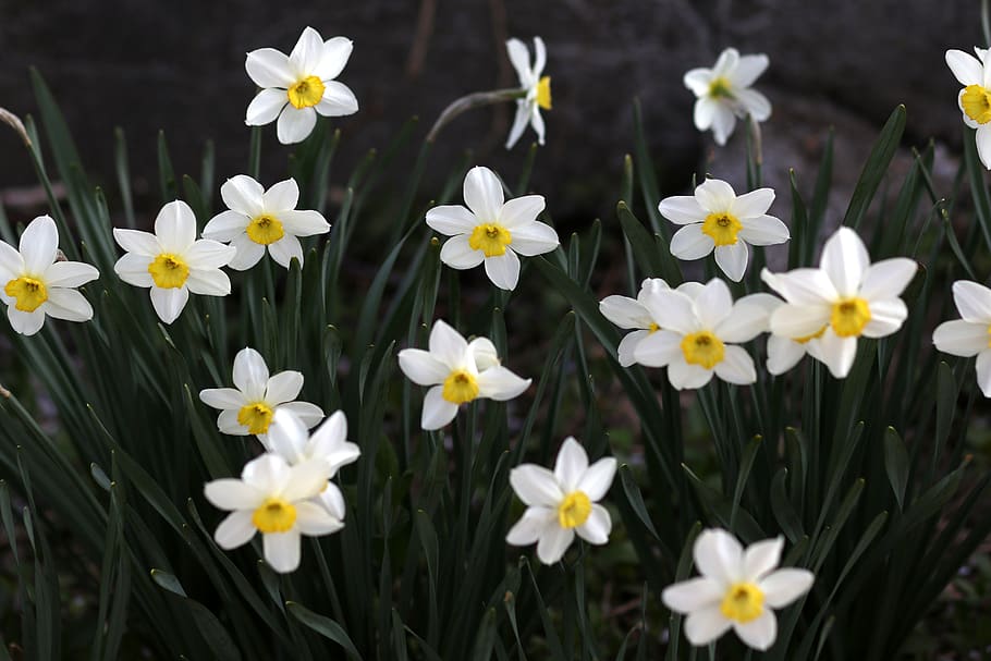 daffodil, white, flower, spring, supplies, nature, blooming HD wallpaper
