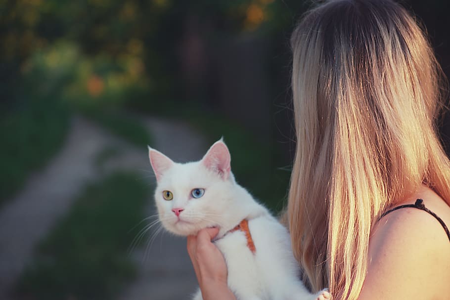 Woman Carrying White Cat, animal, cute, feline, kitten, kitty